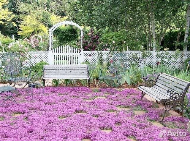 Тимьян (оптом, в розницу) забивает сорняк