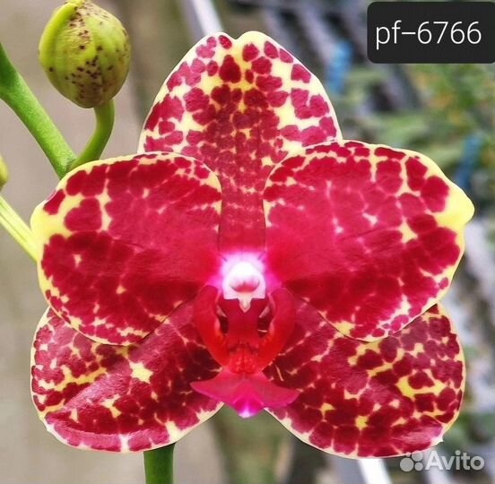 Орхидея PF6766