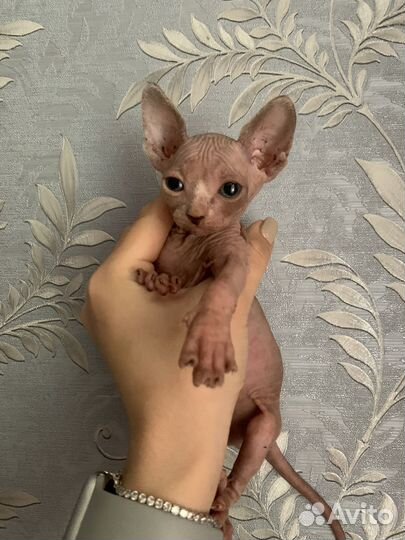 Канадский сфинкс котенок