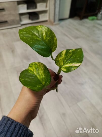 Спатифиллиум Джемини (женское счастье), сциндапсус