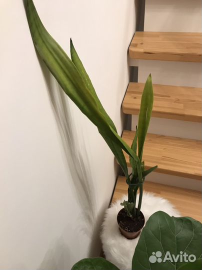 Сансивиерия