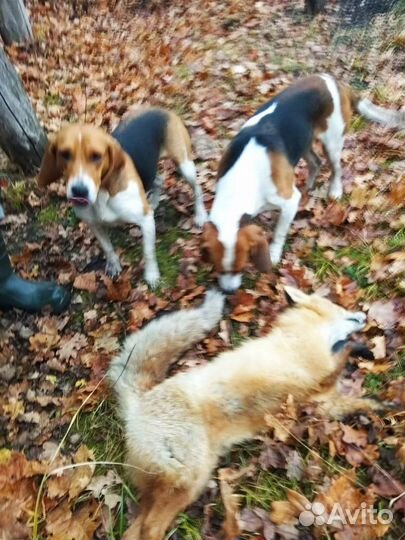 Собака эстонская гончая (выжловка)