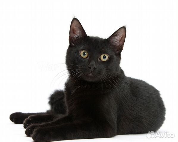 Чарли 8 месяцев, котенок в дар, кастрирован