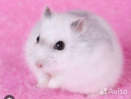 Джунгарский хомячок