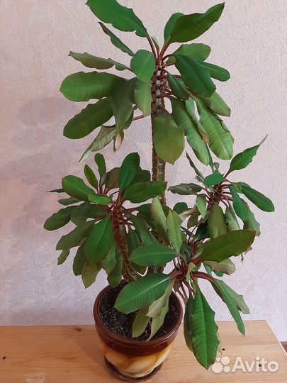 Цветы молочая