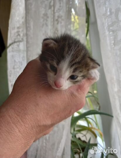 Котята в добрые руки бесплатно