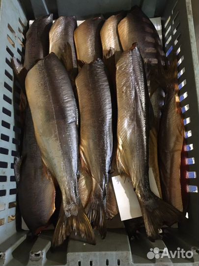 Рыба холодного копчения