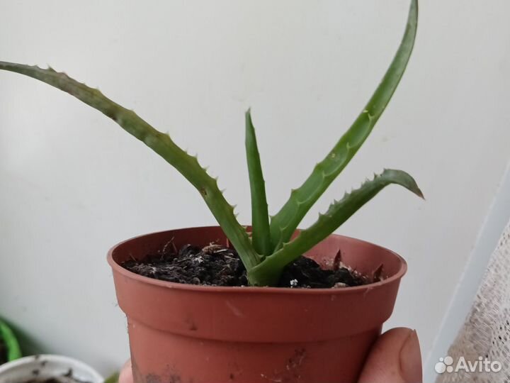 Олеандр красный, алоэ