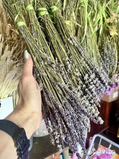 Лавандин крымский (3 сорта)