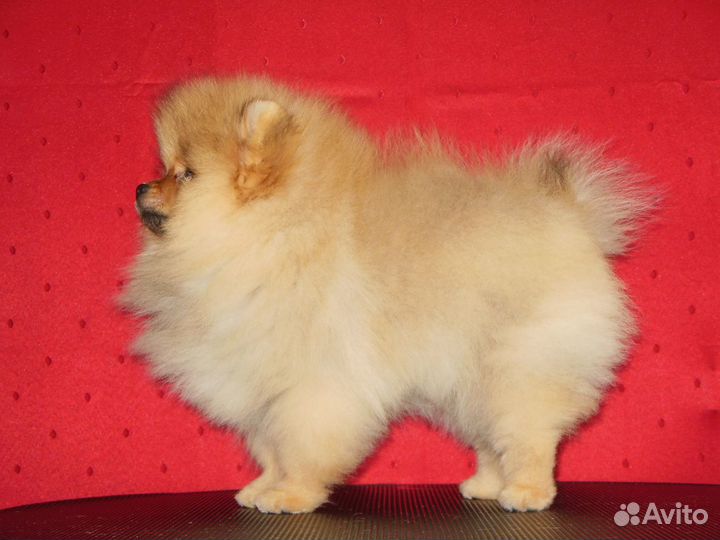 Шпицы — волшебные померанчики