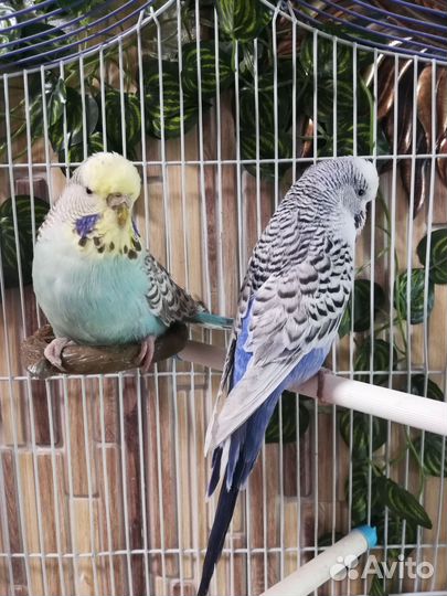 Волнистый попугай (чехи) пара, клетка