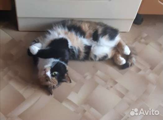 Чудесная рыжая девочка, котенок