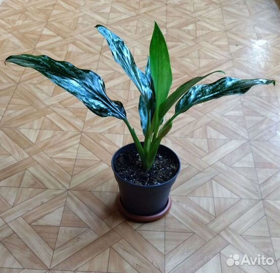 Аглаонема Сильвер Splash