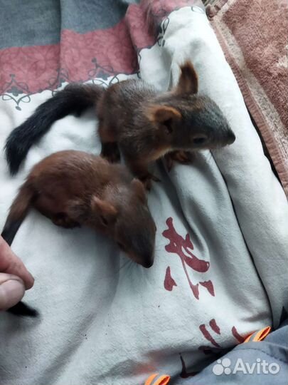 Белки ручные, бельчата продаются