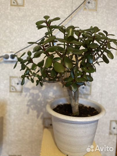 Толстянка (денежное дерево)