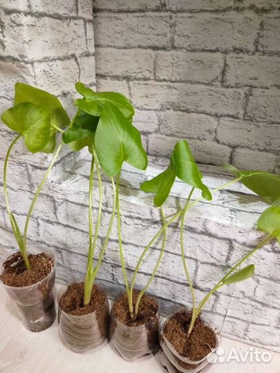 Калла белая