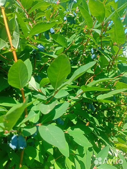 Жимолость съедобная