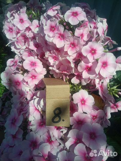 Флоксы многолетние