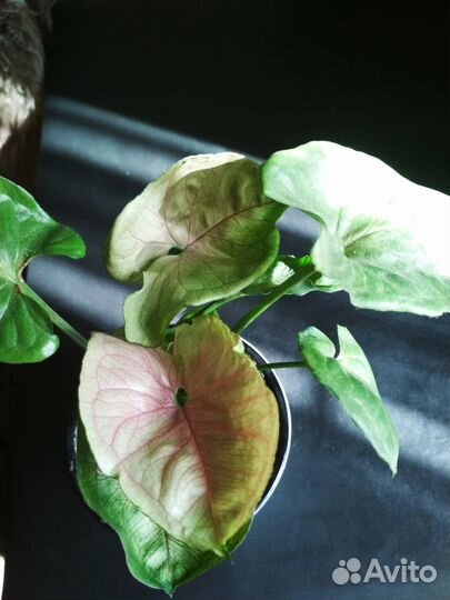 Сингониумы разные