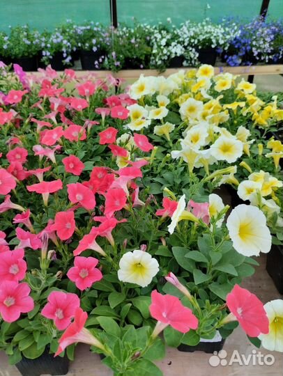 Петуния из профессиональных семян