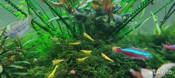 Креветки жёлтый неон