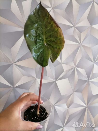 Алоказии разные