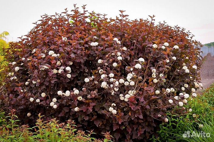 Растения Пузыреплодник калинолистный Диабло