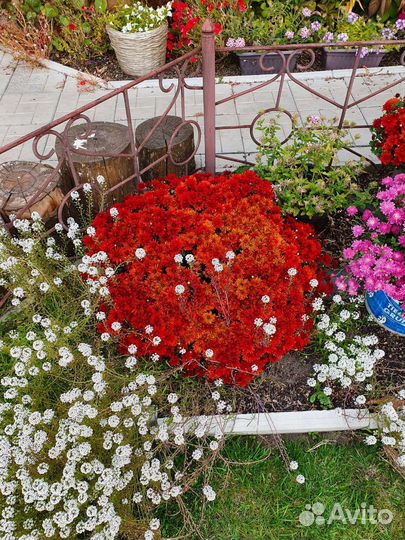 Хризантемы мультифлора