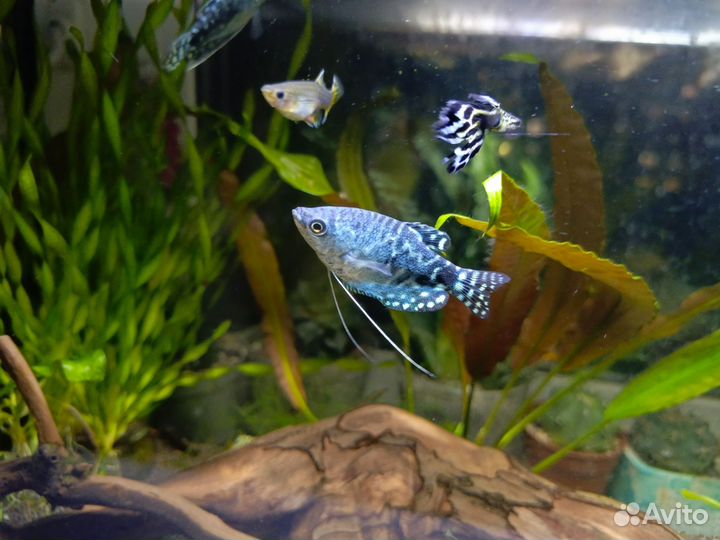 Гурами и скалярии