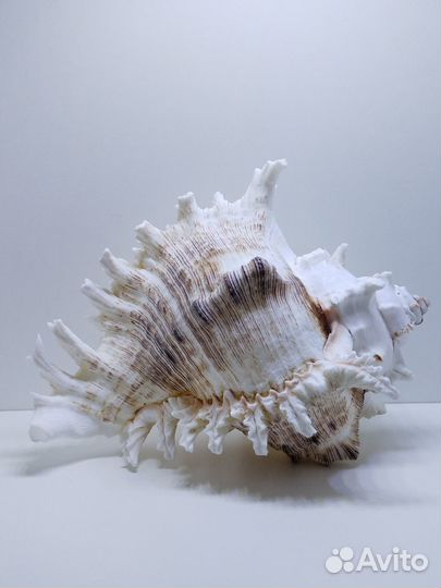 Декорации для Аквариума - Аквасалон Дискус