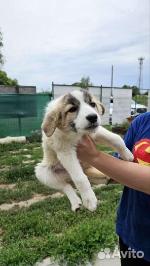 Щенки в добрые руки