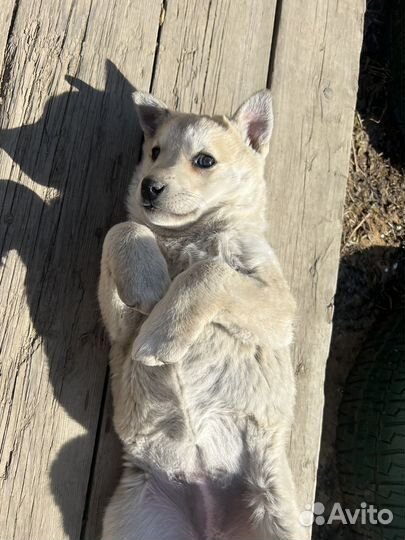 Щенок девочка в добрые руки