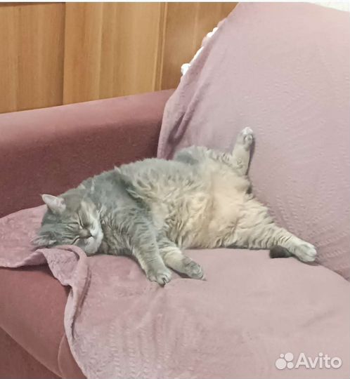 Передержка для домашних животных