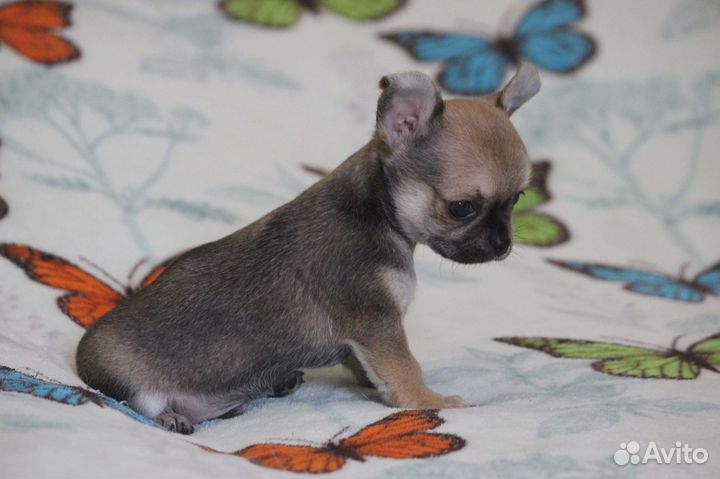 Щенки чихуахуа (к-ш)