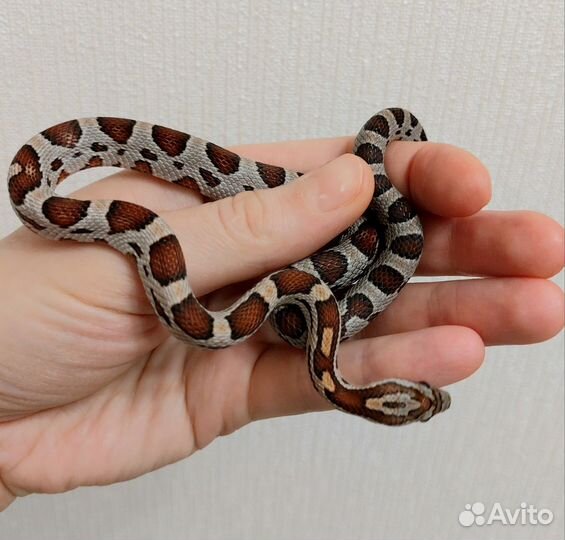 Змея маисовый полоз