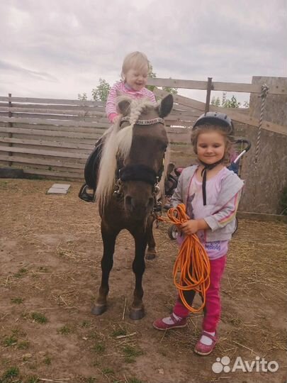 Конные прогулки на пони верхом и в двуколке