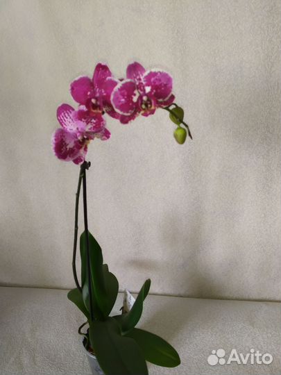 Орхидея фаленопсис