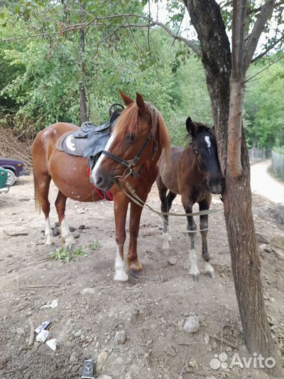 Лошадь с жеребёнкам