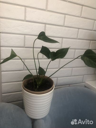 Комнатные цветы антуриум