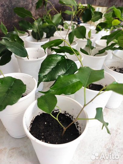 Фикус Бенджамина