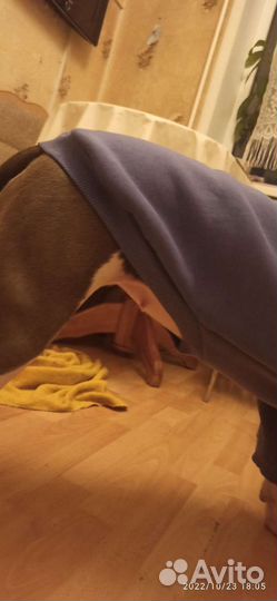 Толстовка для собаки 50см