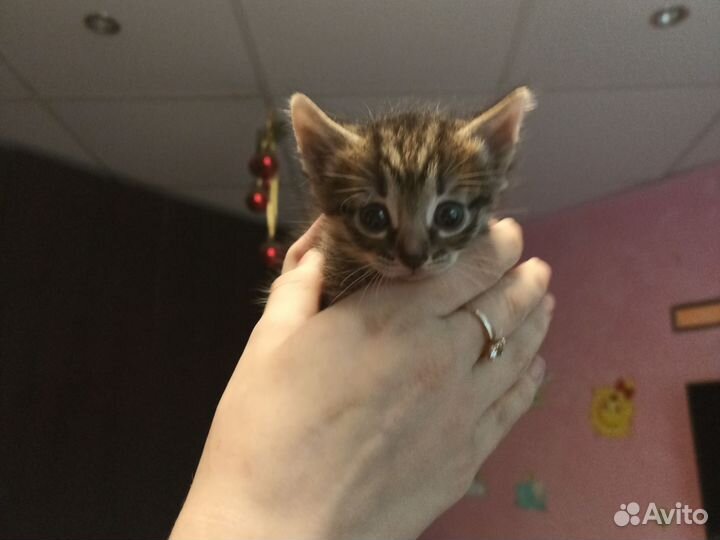 Котята в добрые руки дар