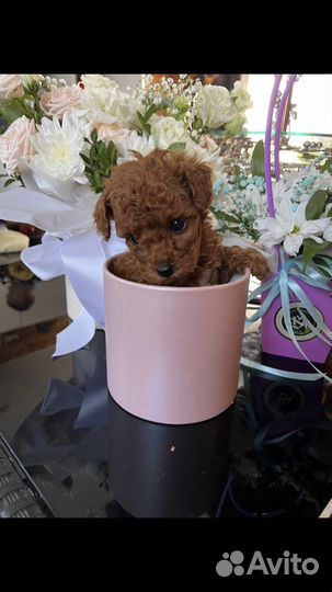 Той-пудель девочки и мальчики