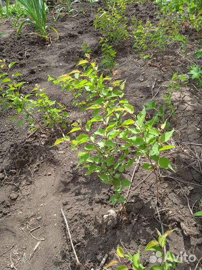 Саженцы дикого винограда, абрикоса