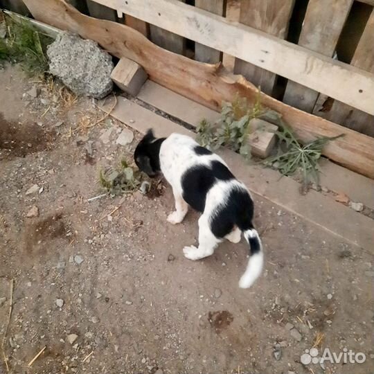 Щенок в добрые руки бесплатно