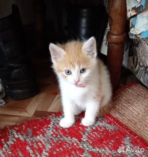 Лапули ищут дом