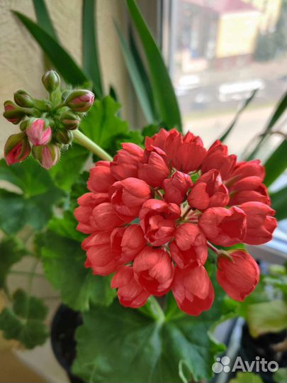 Пеларгония тюльпановидная