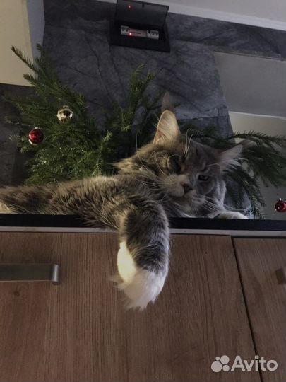 Кот мейн-кун вязка
