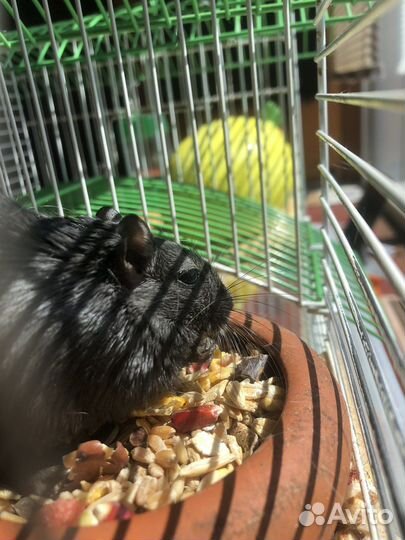 Монгольская песчанка(сиамская и черная)