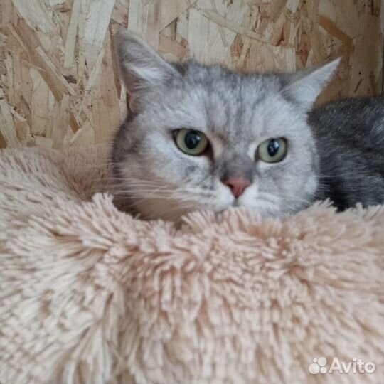 Кошечка Адель
